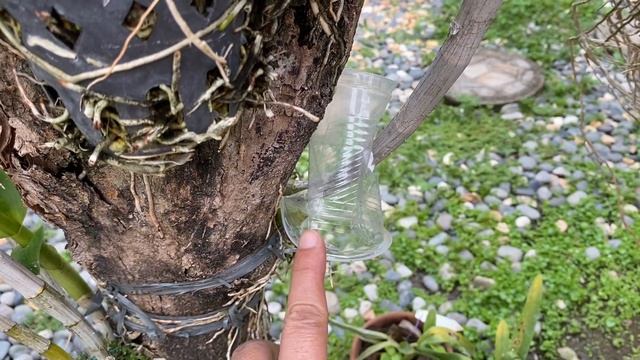 Bakit naninilaw ang mga dahon ng aking dendrobium orchids смотреть онлайн