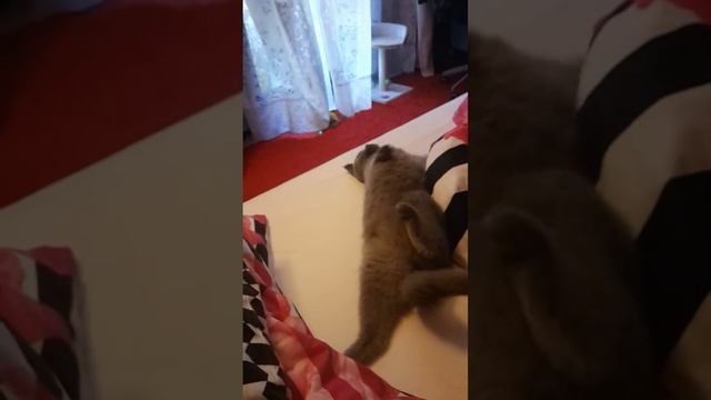 Британская короткошерстная. Любимая поза :). смотреть онлайн