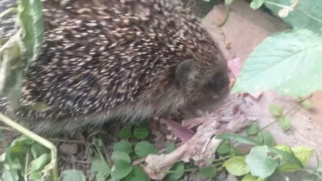 Смешной Ёжик обедает - куриными косточками смотреть онлайн