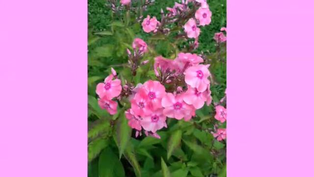 Садоводство смотреть онлайн