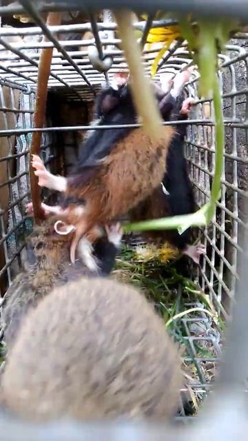 Хомяки едят одуванчик. смотреть онлайн