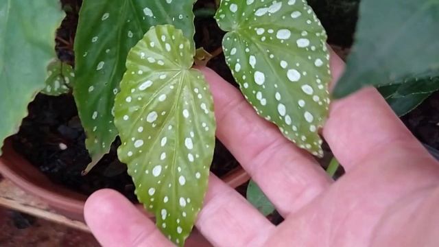 MOSTRANDO MINHA COLECAO DE BEGONIAS смотреть онлайн