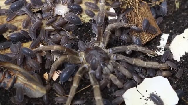 Porcellio scaber vs Pterinochilus lugardi смотреть онлайн
