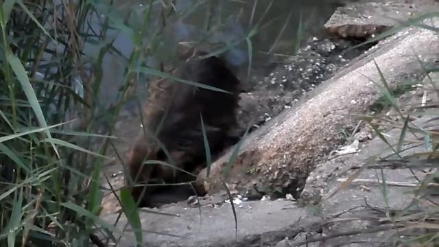 Нутрия на речке. Myocastor coypus. Ragondin. Coypu смотреть онлайн