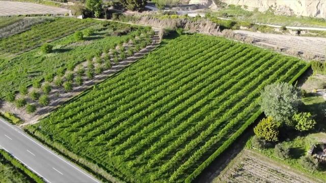 España: Bodega con tres siglos, uvas ecológicas y la garnacha como emblema (#781 2018-07-21) смотреть онлайн