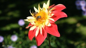 🌿 ОЧЕНЬ КРАСИВАЯ РЕЛАКС МУЗЫКА ДЛЯ ДУШИ И ПОДАВЛЕНИЯ СТРЕССА! 🎵 ЭТУ МЕЛОДИЮ МОЖНО СЛУШАТЬ ВЕЧНО!