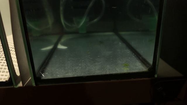 Проклюнулась личинка смотреть онлайн