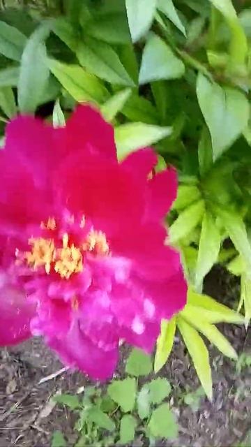 моє натхнення смотреть онлайн