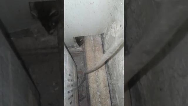 Украл колбасу и спрятался смотреть онлайн