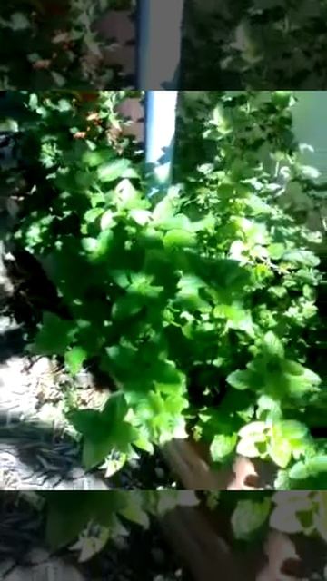 Menta смотреть онлайн