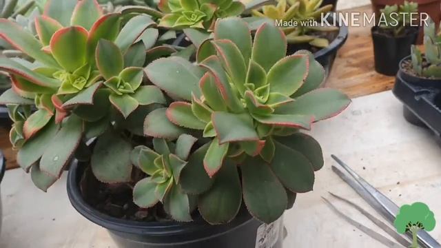Aeonium kiwi tricolor смотреть онлайн