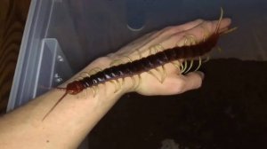 Они настоящие монстры! Гигантские насекомые нашей планеты.