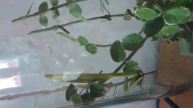 Obiad modliszki смотреть онлайн