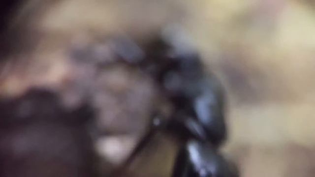 Looping Footage of an Injured Ant being Fed Maple Syrup смотреть онлайн