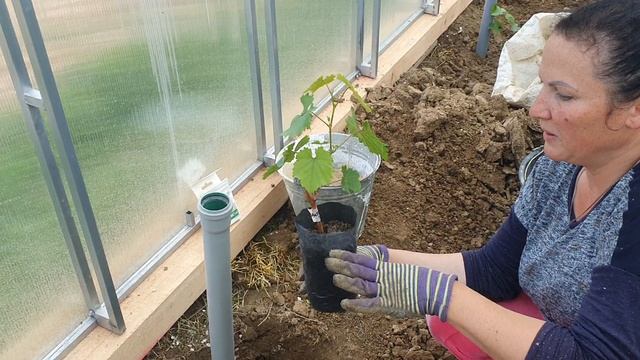 Как правильно посадить вегетирующий саженец винограда.