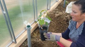 Как правильно посадить вегетирующий саженец винограда.