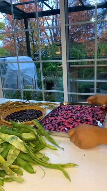 If you want to attract humming birds, plant scarlet runner beans. смотреть онлайн