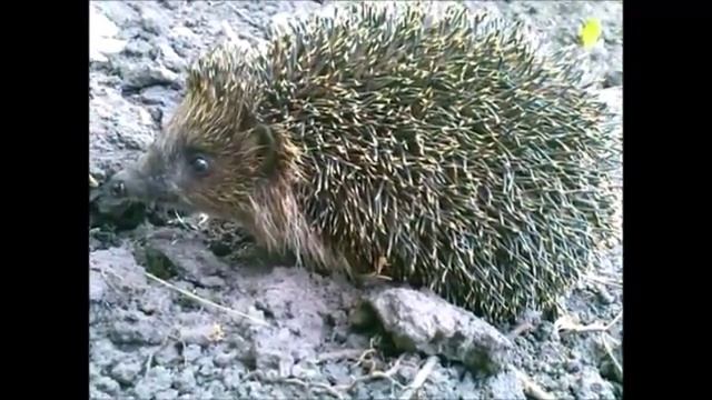 Кот и Ёж 3 смотреть онлайн