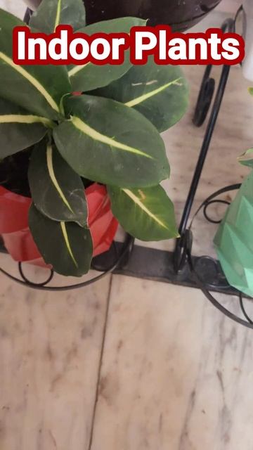 Beautiful Indoor Plants👍Dieffenbachia Plant Care👏#shorts #short #dieffenbachia смотреть онлайн