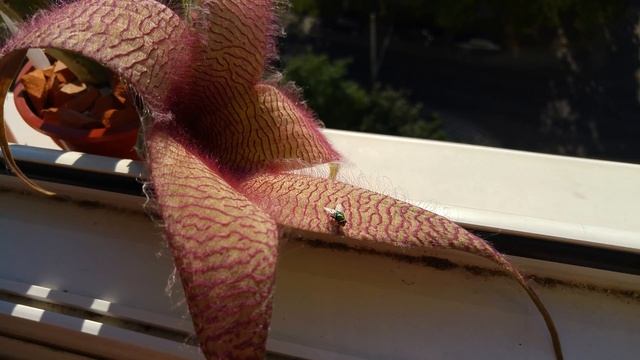 Stapelia Gigantea Hungary2017. július 17. смотреть онлайн