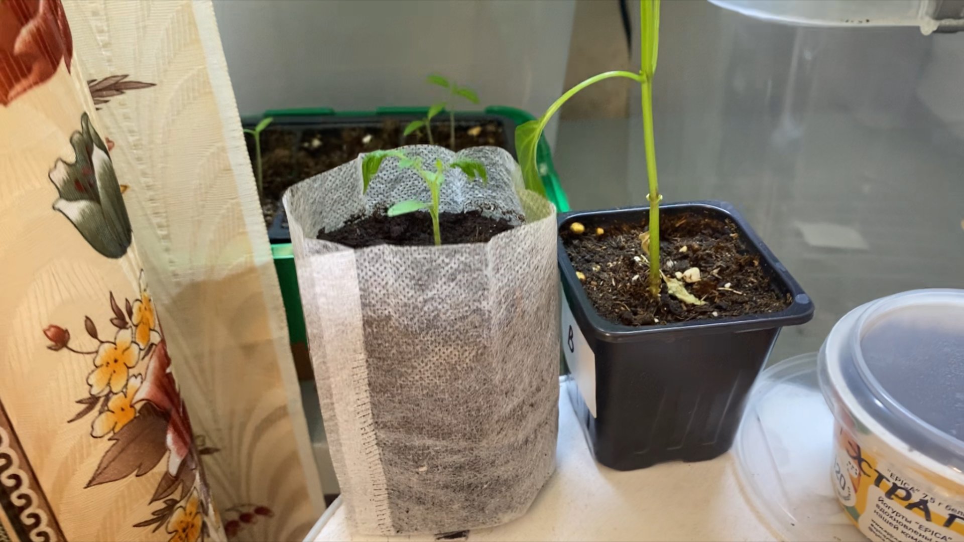 Стаканчики из нетканного материала. Пересадила всё. Борис как всегда шутит. смотреть онлайн