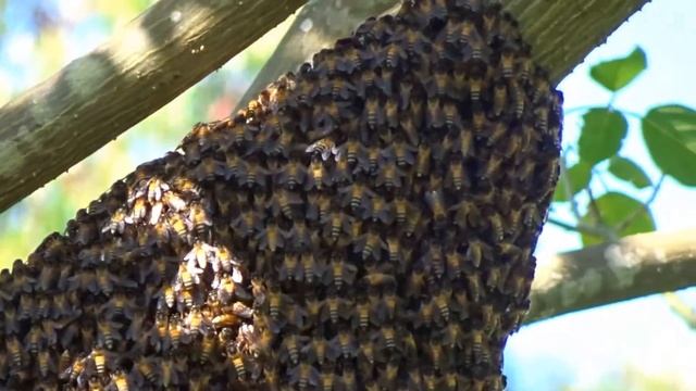Giant Honey Bees' Nest / Hive | බඹර වද, Rozella (2019) смотреть онлайн