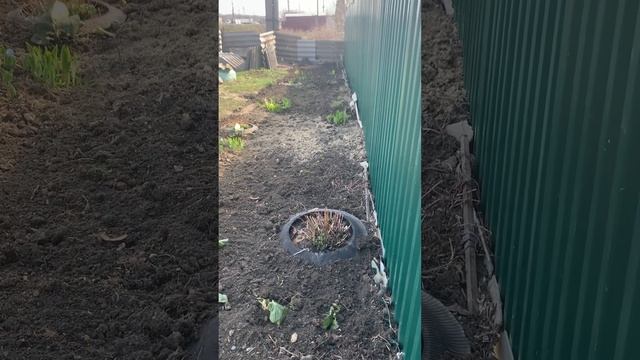 В цветнике уличном,навела порядок,просто красота. смотреть онлайн