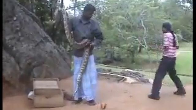 COBRA AND ANACONDA (my choice) смотреть онлайн