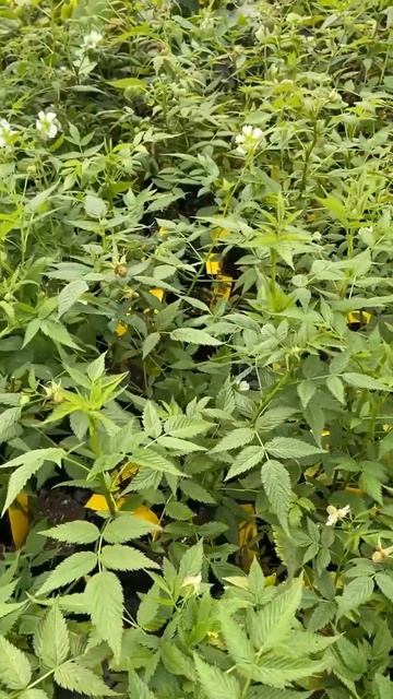 Native Raspberry Pete's Thornless - Rubus rosifolius смотреть онлайн