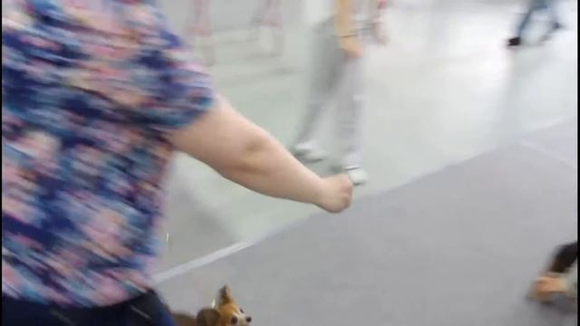 Национальная моно выставка 01.06.14 РТ д/ш Сравнение на ЛПП смотреть онлайн