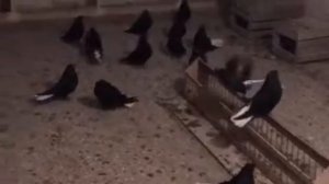 Николаевские старопородные голуби  Гумича Евгения