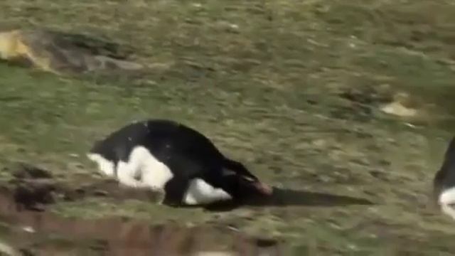 пингвины смотреть онлайн