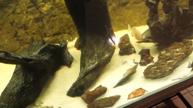 Piranhas eats chicken смотреть онлайн