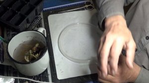 Как посадить рассаду фриго клубники