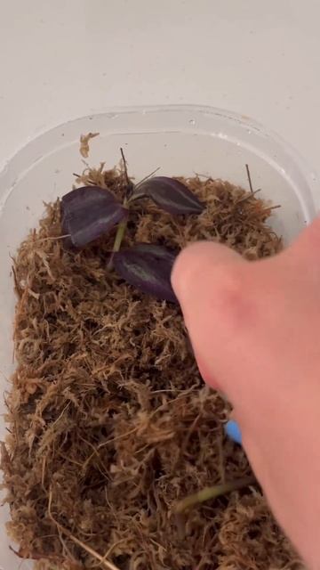 DIY Mini Recycled Greenhouse смотреть онлайн