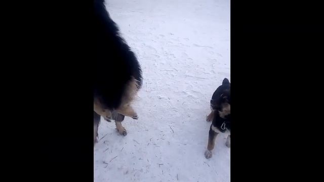 Пёс смотреть онлайн
