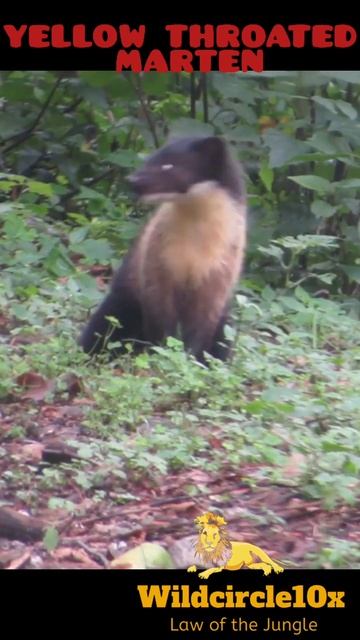 yellow throated marten#animals #short #youtubeshorts #wildcircle10x смотреть онлайн