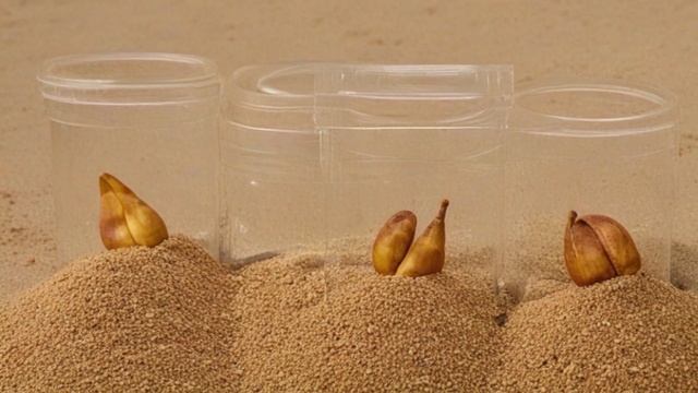 Как вырастить каштан из ореха осенью посадка, уход, обрезка - Деревья