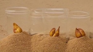 Как вырастить каштан из ореха осенью посадка, уход, обрезка - Деревья