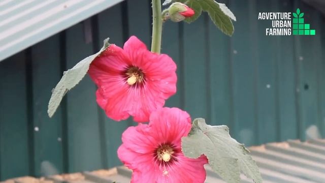 What flowers to grow in July month || Flowers to plant in July смотреть онлайн