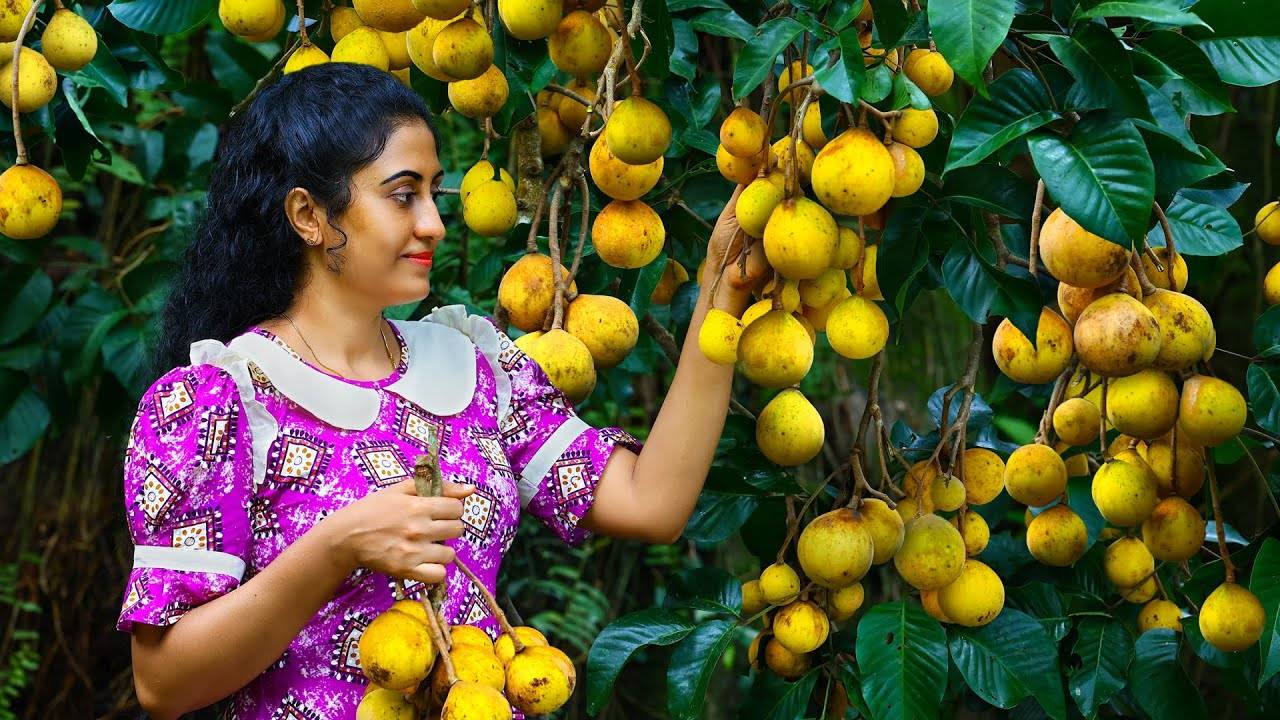 Tons of Santol fruit 🍑 & tropical fruits! Finally made pickle, sauce, egg hoppers & more!