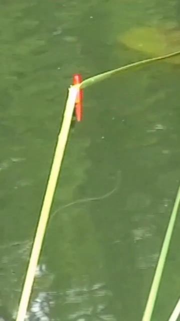 окунь на реке смотреть онлайн