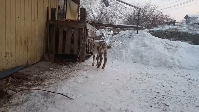 козлики 1 87,5 смотреть онлайн