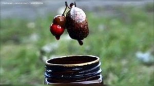 Незаменимая добавка к прикормке! Что такое меласса и как правильно использовать на рыбалке.