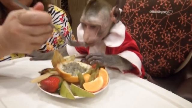 Провожаем 2016 (яванская макака Федор) смотреть онлайн