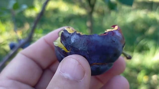 Bluefree смотреть онлайн