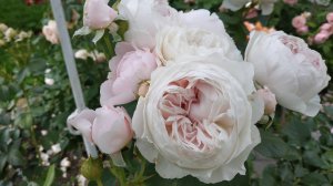 Мои любимые кустовые розы .Топ 10 сортов.