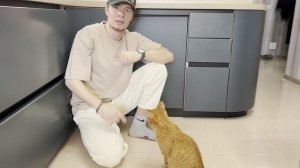 Дрессировка кошки. Как научить питомца выполнять команды.