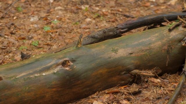 Jak powstaje drewno? смотреть онлайн