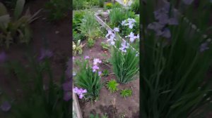 Цветы в моём саду.